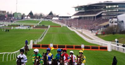 Racehorse dies after fall during opening race of Cheltenham Festival
