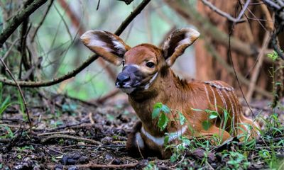 Hope for Kenya’s mountain bongos as five released into sanctuary