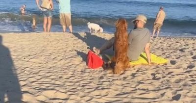 Golden retriever adorably 'leaves' owner for new family every time she goes out