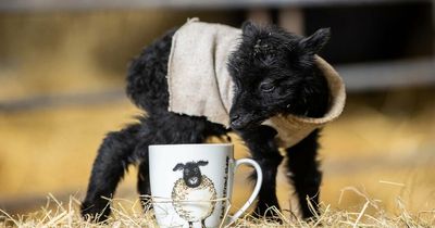 Miracle lamb born and he's just 15cm tall and weighs 2lbs