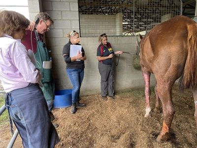 Welfare woes over flood impacted animals