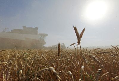 ‘Europe’s breadbasket’ Ukraine could export little to no wheat this year as war rages, experts fear