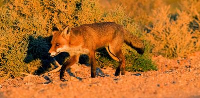 1.7 million foxes, 300 million native animals killed every year: now we know the damage foxes wreak