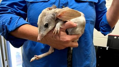 Bilby blind dates through Charleville's Save the Bilby Fund help endangered species breed