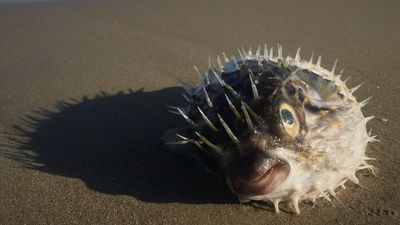 Dead puffer fish can kill and poison dogs, but pet owners are often unaware of the risk