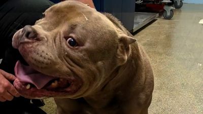 Police Arrest Florida Man Who Abused His Bulldog