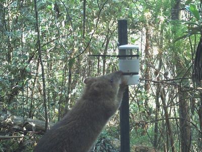 Potoroo population increasing in Victoria