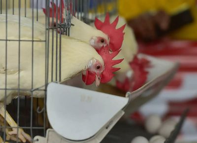 Russia-Ukraine war: Why your chicken and milk prices have shot up