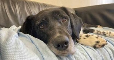 Labrador which suffered with anxiety finally finds his forever home after 16 months in kennels