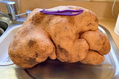 When is a potato not a potato? New Zealand couple’s world record dream turns to mash