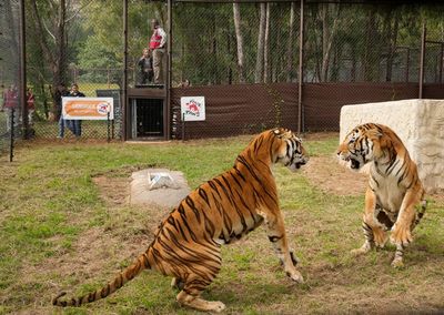 4 tigers rescued from Argentina get new home in South Africa