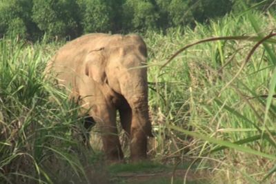 'Arrest warrant' out for hot-tempered wild elephant