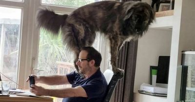 Massive dog interrupts video call by cheekily climbing over helpless owner