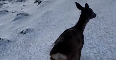 Pitlochry upside-down deer free thanks to Scottish SPCA