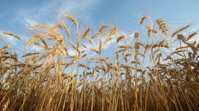 Egypt Raises Local Wheat Procurement Price by 65 EGP