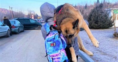 War dog Pulya carried to safety by love of her family as they fled Ukraine