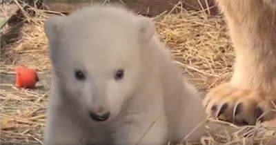 Highland Wildlife Park share adorable clip of new baby polar bear