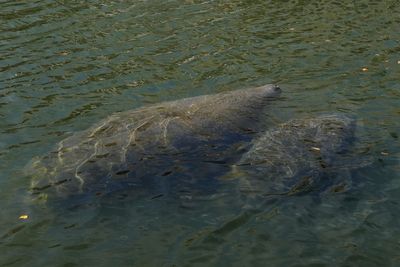 Florida manatee feeding program to wind down as temps warm