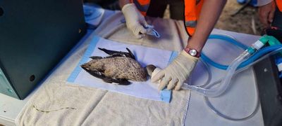 Daniel Andrews resists calls to end duck hunting after threatened species were killed