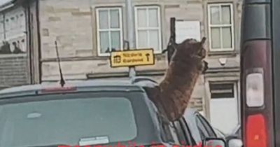 Car seen waiting at red traffic light with ALPACA poking head out of window