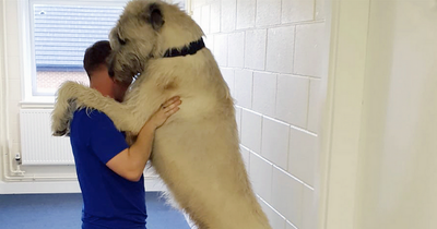 Ireland's native dogs are dying out including the beautiful Irish Wolfhound