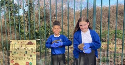 Sunderland school re-homes abused hedgehog which was 'kicked about like a football' by teen