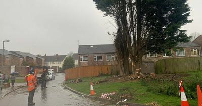 Horfield tree felled under Anti-Social Behaviour Act despite man's sit-in protest