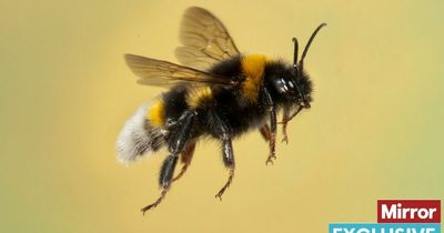 Flight delays at Heathrow Airport blamed on bees and wasps nesting in planes