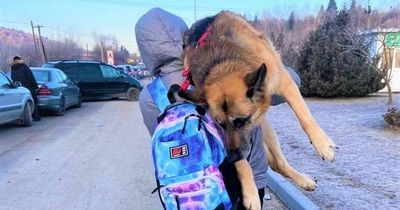 Real story behind touching viral Ukraine image of dog being carried to Polish border