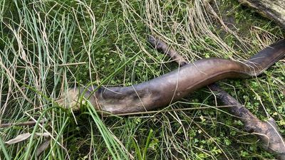 Hundreds of dead eels wash up in Tasmania's north, despite million-dollar bypass