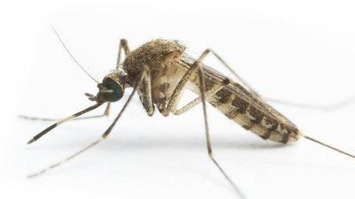 Japanese encephalitis virus discovered at second Queensland piggery, expert warns it's likely 'here to stay'