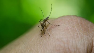 Japanese encephalitis: What you need to know about vaccines for the mosquito-borne virus