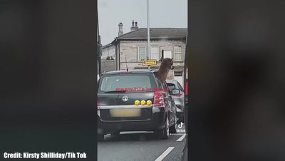 WATCH: Moment an alpaca did some sightseeing in Airdrie town centre through a car window