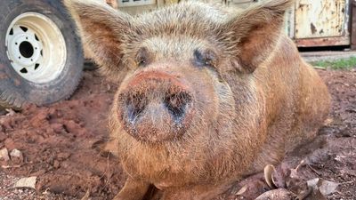 'Food-driven' Julia the pig turns 10 after making friends all over Broome