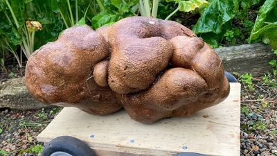 New Zealand claim to world's largest potato is actually a tuber