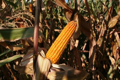 Steps capping wheat imports may be lifted