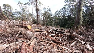 'Loss-making' native forest logging on the NSW North Coast may be extended by government