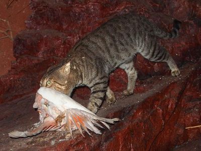 Cats, foxes take toll on native species