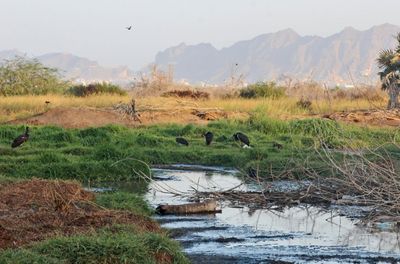 Yemen war turns nature reserve back into waste dump