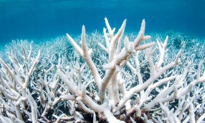 Great Barrier Reef hit by sixth mass bleaching event, leading coral scientist says