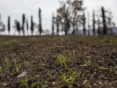 Environment recovers, biodiversity suffers