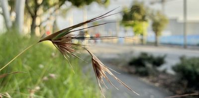 'May you always taste the sweetest fruit': uncovering the history and hidden delights of your neighbourhood