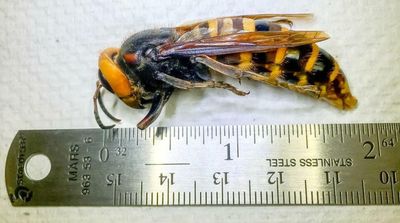 US Scientists Find Way to Safely Remove ‘Murder Hornets’