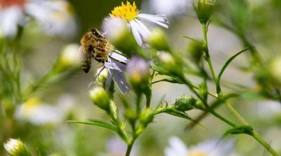 Chamomile Harvest Season Opens in Egypt