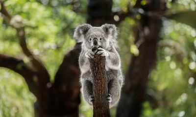Most of Australia’s threatened species not monitored by government, audit finds