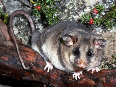 Most threatened species are not monitored