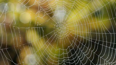 ‘Spider Silk’ Could be Used to Treat Cancer, New Study Suggests