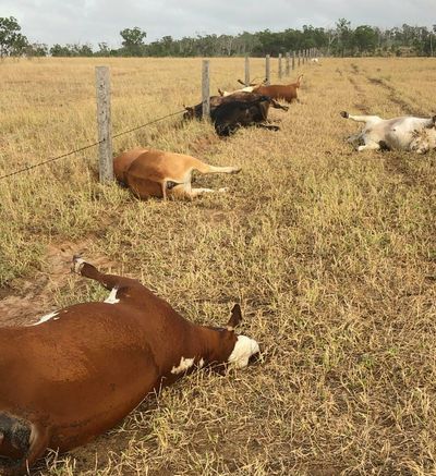 How lightning killed nine Queensland cattle in one strike – and what it has to do with climate change