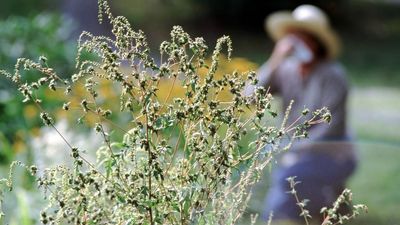 AccuWeather’s 2022 US Spring Allergy Forecast