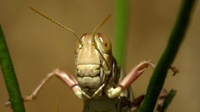 A Study Of Grasshopper Jaws Reveals Similarity To Mammals, Diversity Of Diet